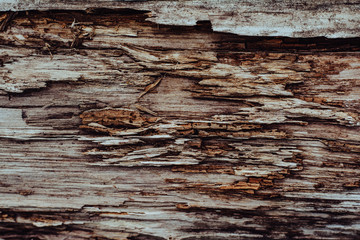Wooden texture. The old log in the village.