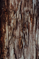 Wooden texture. The old log in the village.