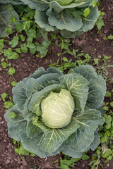 Naklejka premium Cabbage on a field, top view