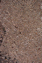 Sand with pebbles. Natural texture of sand with stones. Small plants on the sand.