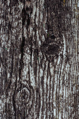 Texture of an old tree. Rotting tree. A tree with moss.