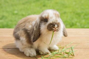 red and white little rabbit eating grass on a wooden background and grass.