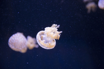 lit up jellyfish