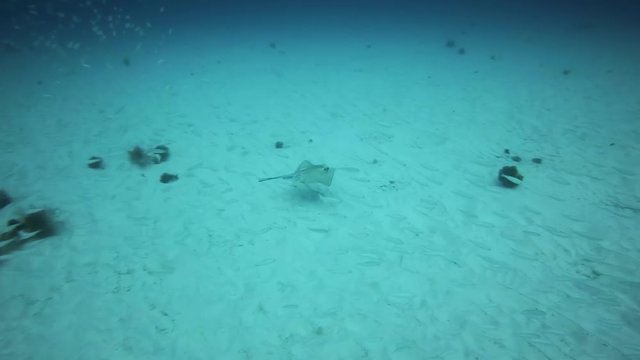 Round Stingray, Fuerteventura Canary Islands