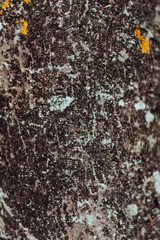 Texture of the mountain ash. The tree. Moss on a tree. Bark.