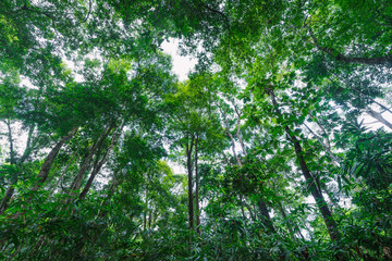 Fototapeta premium Tropical rainforest landscape of Thung khai botanical garden trail. Trang, Thailand.