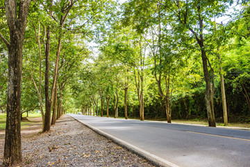 Road in the park