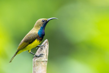 Olive-backed sunbird in the nature