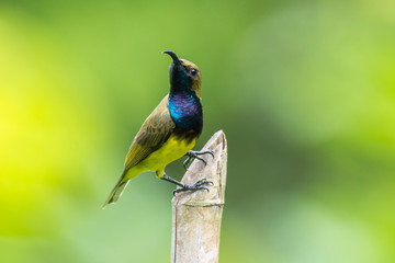 Fototapeta premium Olive-backed sunbird in the nature