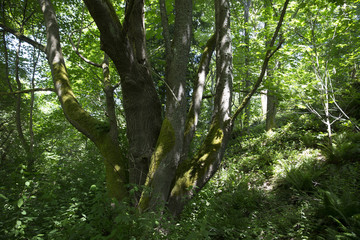 shaded woodland