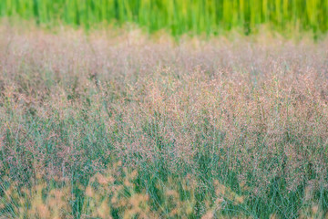 Obraz na płótnie Canvas View of meadow background