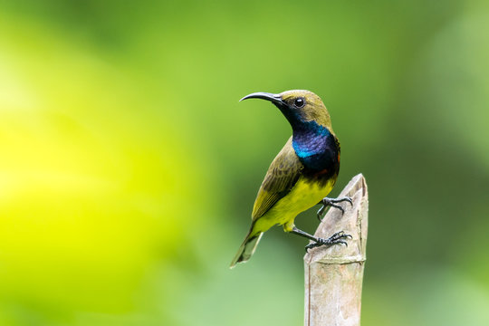 Olive-backed sunbird in the nature