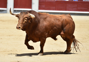 toro es españa