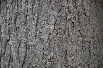 tree bark light