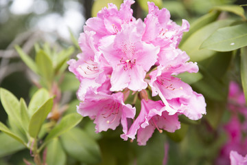 Obraz premium bright pink flower