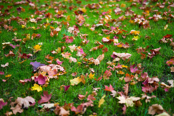 close up of fallen autumn leaves on grass