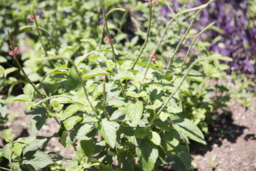 small flowers on green plant