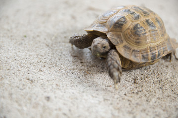 tortoise on concrete