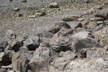 rocks at a gravel beach