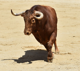 toro rojo en españa