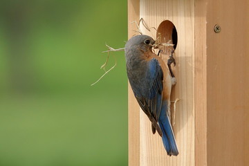 A pair of Eastern Bluebirds bring nesting materials to a new box.
