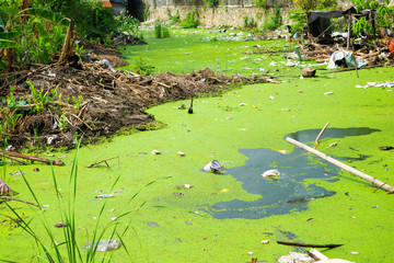 Duckweed as an indicator of water pollution