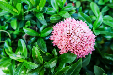 Obraz premium Ixora pink flower boutique bloom in the garden