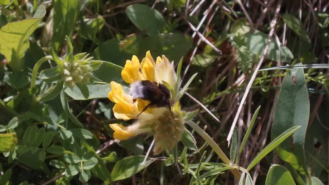 a fat bee pollinates a yellow flower