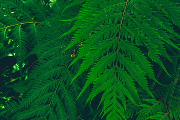 Green leaf background