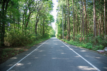 新緑の道路