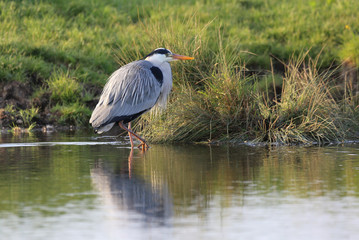 The Heron