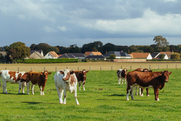 Fototapeta na wymiar Cows grazing on grassy green field. Countryside landscape with cloudy sky, pastureland for domesticated livestock in Normandy, France. Dramatic sky. Cattle breeding and industrial agriculture concept.