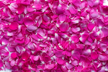 Obraz premium Rose petals background