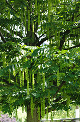 Kaukasische Flügelnuss