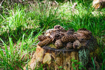 Fir cones on the stump