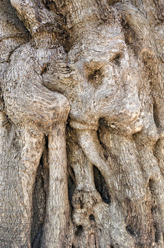 Knobby trunk of an olive tree