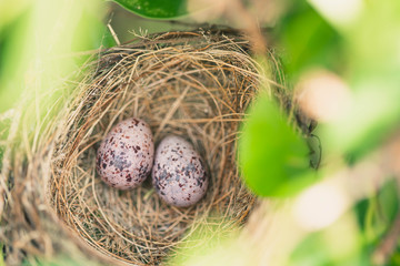 Obraz premium Bird nest on tree with two eggs inside. Nest with egg of wild bird outdoors.