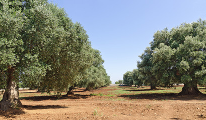Plantation with olive trees