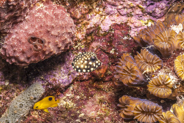 Caribbean coral reef