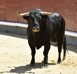 bull