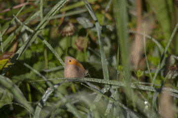 Maniola jurtina on a blade of grass