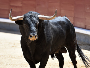 toro es españa