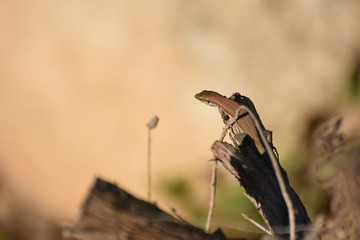 wild lizard sits on a plant