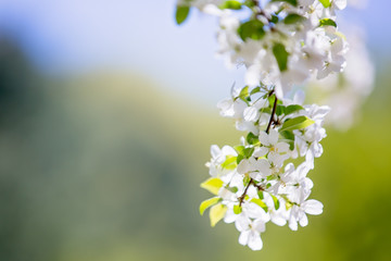 Spring Flowering Tree Blooms