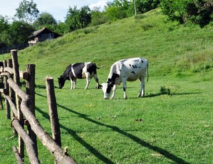 Holstein black and white cows grazing on a green grass meadow in the countryside along of a fence