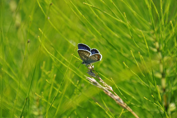 Eastern tailed blue butterfly (Everes comyntas, also called Cupido comyntas) isolated on green grass background. Side view
