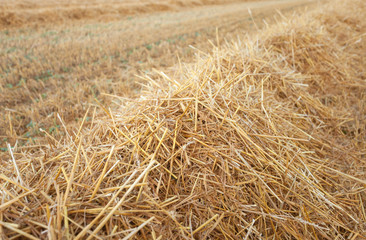 freshly harvested wheat field