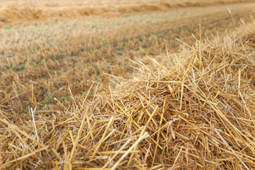 freshly harvested wheat field
