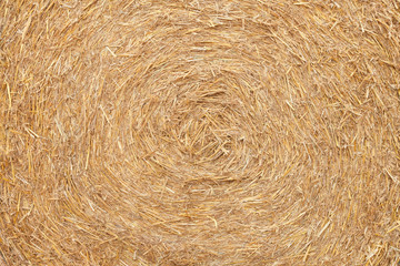freshly harvested wheat field