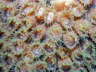 Caribbean coral reef